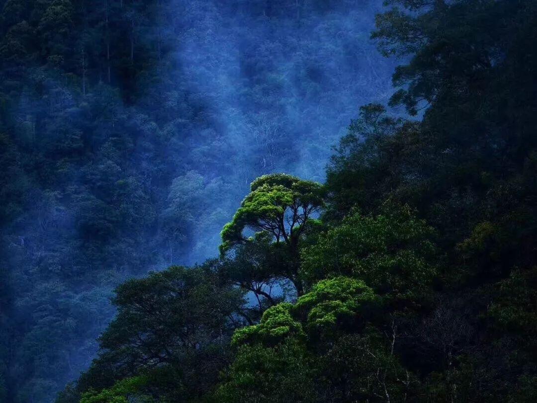 春雨直播app