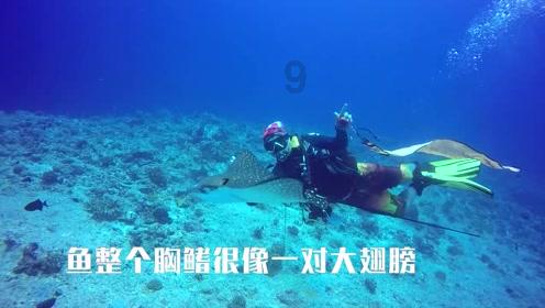 三大油脂集体飘红，反弹行情能否延续？