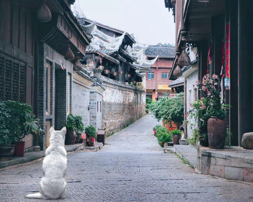 忍者鲨鱼